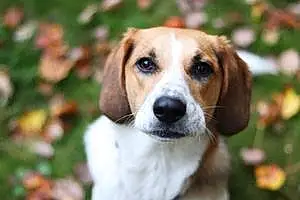 Name Beagle Dog Bobbi