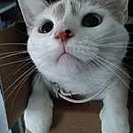 Cat, White, Whiskers, Domestic short-haired cat, Turkish Angora, Kitten, Khao Manee
