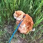 Cat, Eyes, Plant, Felidae, Carnivore, Grass, Iris, Small To Medium-sized Cats, Whiskers, Fawn, Groundcover, Tail, Snout, Terrestrial Animal, Electric Blue, Grassland, Domestic Short-haired Cat, Furry friends