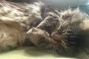 Name Maine Coon Cat Ace