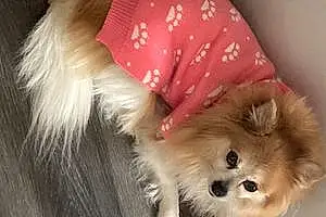 Name Pomeranian Dog Girly
