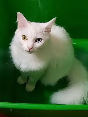 Name Oriental Longhair Cat Cain