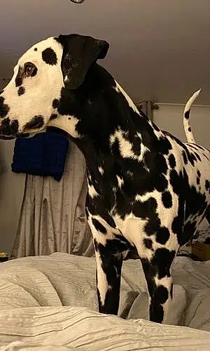 Name Dalmatian Dog Lincoln