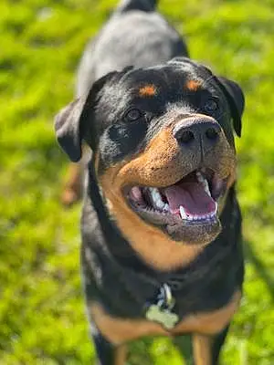 Rottweiler Dog Tyson