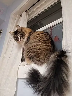 Name Cat Figaro