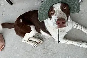 German shorthaired pointer Dog Koda