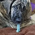 Dog, Carnivore, Dog breed, Companion dog, Fawn, Working Animal, Whiskers, Snout, Wrinkle, Terrestrial Animal, Canidae, Furry friends, Guard Dog, Working Dog, Treeing Tennessee Brindle, Non-sporting Group, Puppy, Ancient Dog Breeds, Soil