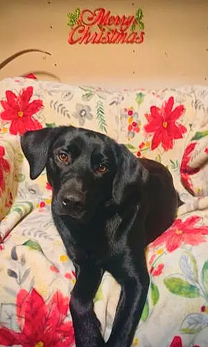 Name Labrador Retriever Dog Karma