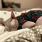 Comfort, Cat, Textile, Carnivore, Felidae, Grey, Fawn, Whiskers, Small To Medium-sized Cats, Linens, Snout, Cone, Pattern, Human Leg, Thigh, Bedding, Close-up, Tattoo, Bed Sheet, Carmine