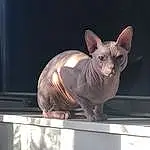 Donskoy, Sphynx, Peterbald, Cat, Carnivore, Felidae, Small To Medium-sized Cats, Whiskers, Fawn, Window, Snout, Ukrainian Levkoy, Tail, Toy, Metal, Terrestrial Animal, Rex Cat, Art