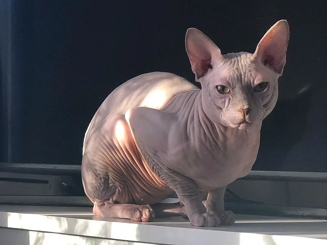 Donskoy, Sphynx, Peterbald, Cat, Carnivore, Felidae, Small To Medium-sized Cats, Whiskers, Fawn, Window, Snout, Ukrainian Levkoy, Tail, Toy, Metal, Terrestrial Animal, Rex Cat, Art