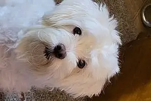 Name Maltese Dog Blanca