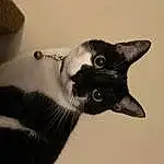 Cat, Eyes, Carnivore, Felidae, Ear, Whiskers, Small To Medium-sized Cats, Snout, Domestic Short-haired Cat, Tail, Furry friends, Black & White, Havana Brown, Monochrome