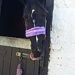 Purple, Horse, Snout, Horse Tack, Window, Horse Supplies, Livestock
