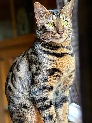 Name Bengal Cat Dixie