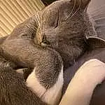 Cat, Felidae, Carnivore, Small To Medium-sized Cats, Ear, Comfort, Grey, Whiskers, Fawn, Snout, Tail, Close-up, Paw, Furry friends, Domestic Short-haired Cat, Claw, Nap, Sleep, Terrestrial Animal