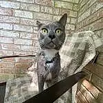 Cat, Felidae, Carnivore, Small To Medium-sized Cats, Grey, Whiskers, Snout, Russian blue, Tail, Brick, Domestic Short-haired Cat, Mortar, Pattern, Terrestrial Animal, Brickwork, Furry friends, Sitting, Wood, Cobblestone, Shadow