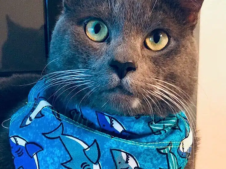 Cat, Felidae, Carnivore, Small To Medium-sized Cats, Whiskers, Snout, Electric Blue, Russian blue, Domestic Short-haired Cat, Furry friends, Fashion Accessory, Cat Supply, Black cats