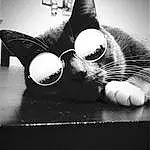 Cat, Felidae, Black, Small To Medium-sized Cats, Carnivore, Window, Whiskers, Black-and-white, Cloud, Grey, Style, Comfort, Snout, Monochrome, Black & White, Goggles, Eyewear, Tail, Furry friends, Table