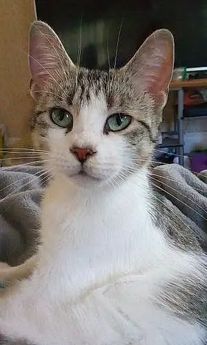 Name American Shorthair Cat Bonnie