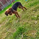 Dog, Plant, Carnivore, Dog breed, Grass, Liver, Fawn, Groundcover, Companion dog, Tail, Working Animal, Gun Dog, Terrestrial Animal, Working Dog, Pasture, Canidae, Hunting Dog