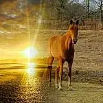 Horse, Mare, Mustang Horse, Mane, Fauna, Stallion, Pasture, Colt, Foal, Livestock, Grass, Snout, Pack Animal, Ecoregion