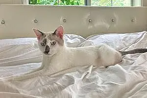 Siamese Cat Chailai
