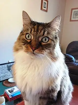 Name Maine Coon Cat Hamish
