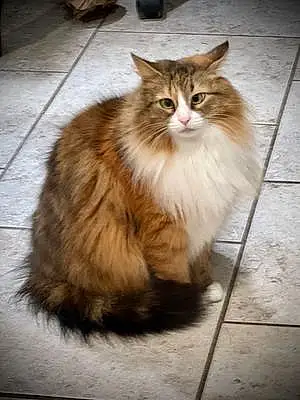 Siberian Cat Molly