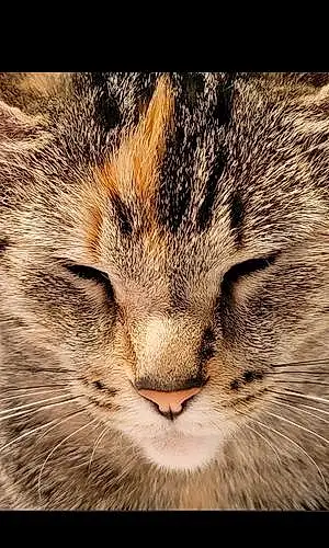 Name Cat Artemis