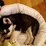 Dog, Dog breed, Siberian Husky, Sakhalin Husky, Alaskan Malamute, Miniature Siberian Husky, Alaskan Klee Kai, Puppy, Whiskers, Sled Dog, Snout, Cat, Rare breed dog, Canadian Eskimo Dog