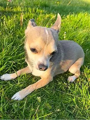 Name Chihuahua Dog Fury