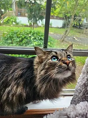 Name Oriental Longhair Cat Cleopatra