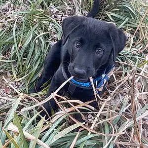 Name Labrador Retriever Dog Leia