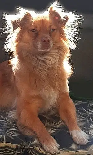 Name Chihuahua Dog Cassie