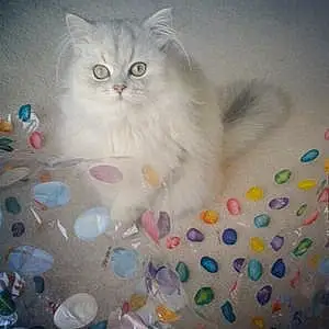 Name Persian Cat Bebe