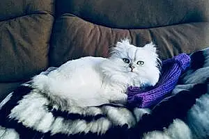 Name Persian Cat Blanca