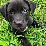Dog, Dog breed, Patterdale Terrier, Puppy, Snout, Labrador Retriever, Borador, Grass, Blue Lacy
