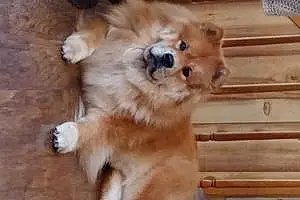 Name Chow Chow Dog Cubby