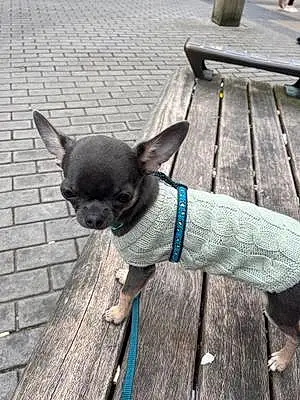 Name Chihuahua Dog Dexter