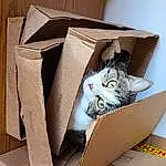 Cat, Felidae, Packing Materials, Shipping Box, Carnivore, Small To Medium-sized Cats, Whiskers, Carton, Packaging And Labeling, Wood, Box, Cardboard, Package Delivery, Hardwood, Paper Product, Paper, Domestic Short-haired Cat, Room