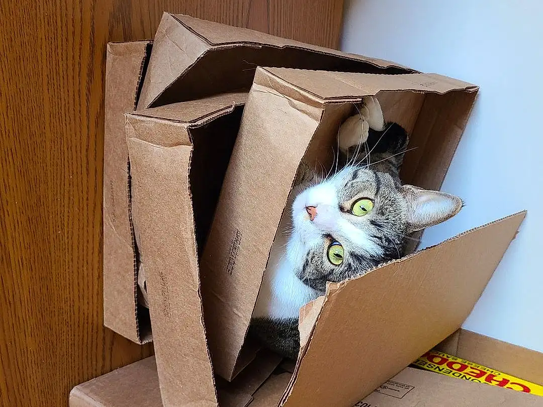 Cat, Felidae, Packing Materials, Shipping Box, Carnivore, Small To Medium-sized Cats, Whiskers, Carton, Packaging And Labeling, Wood, Box, Cardboard, Package Delivery, Hardwood, Paper Product, Paper, Domestic Short-haired Cat, Room