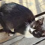 Cat, Felidae, Carnivore, Small To Medium-sized Cats, Wood, Whiskers, Tail, Snout, Hardwood, Black cats, Domestic Short-haired Cat, Furry friends, Paw, Claw, Window, Terrestrial Animal, Comfort, Foot