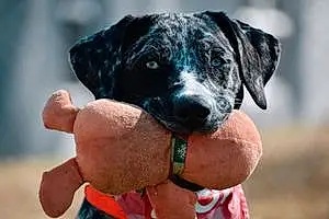 Name Labrador Retriever Dog Evie
