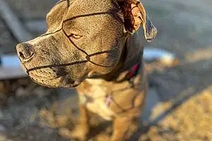 Name Pitt Bull Terrier Dog Azul