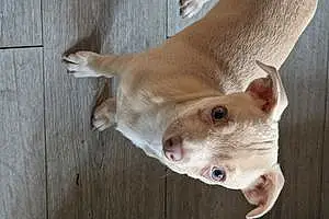 Name Chihuahua Dog Dobby