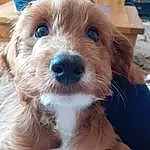 Dog, Dog breed, Carnivore, Whiskers, Companion dog, Fawn, Toy Dog, Working Animal, Liver, Snout, Canidae, Terrier, Wood, Small Terrier, Furry friends, Puppy love, Maltepoo, Puppy, Happy
