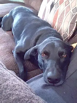 Name Labrador Retriever Dog Hailey