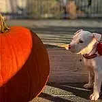 Dog breed, Snout, Pumpkin, Whiskers, Puppy, Halloween