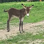 Donkey, Fauna, Pack Animal, Pasture, Livestock, Grass, Terrestrial Animal, Mare